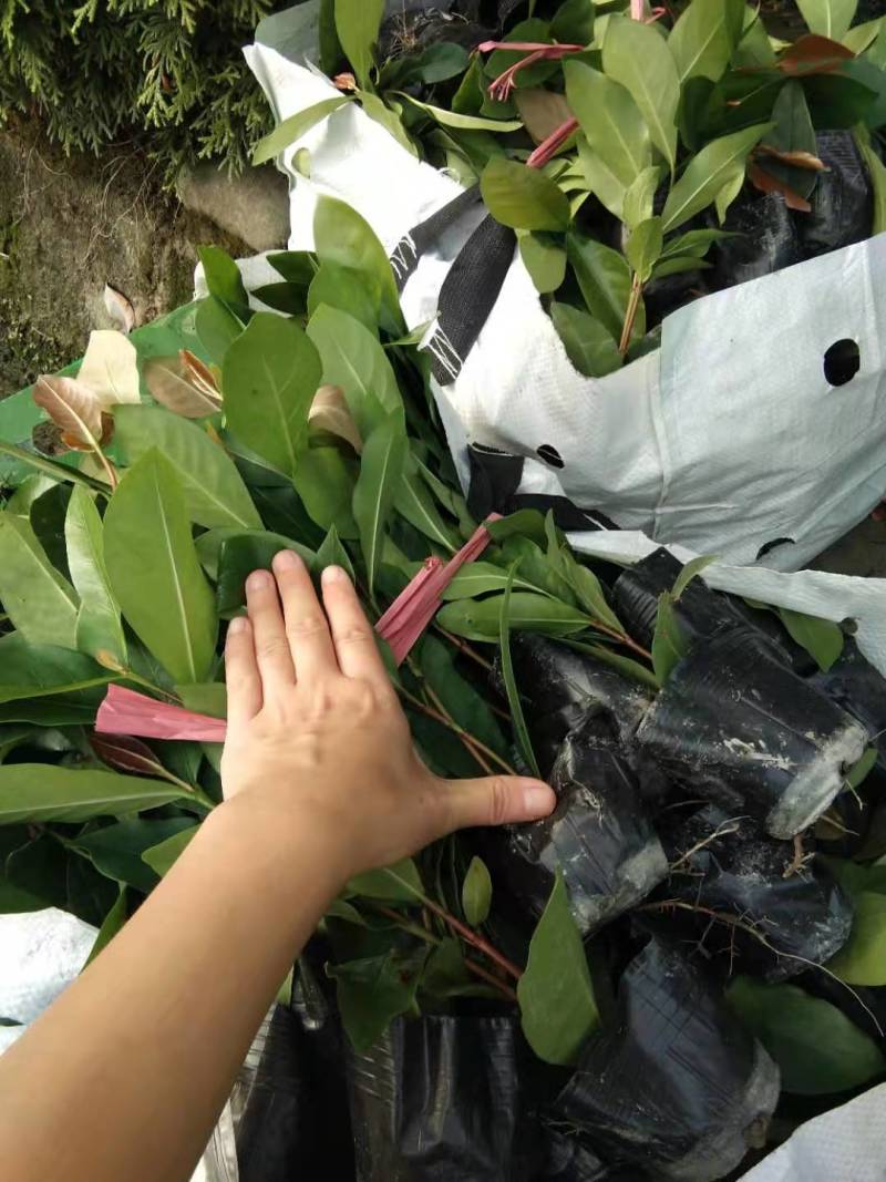 四川龙船花批发出售龙船花小杯苗子龙船花盆苗价格