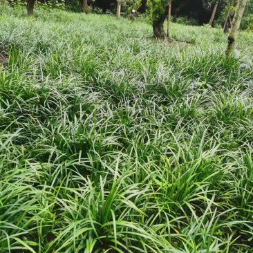 麦冬草基地批发细叶麦冬矮麦冬的小苗地苗