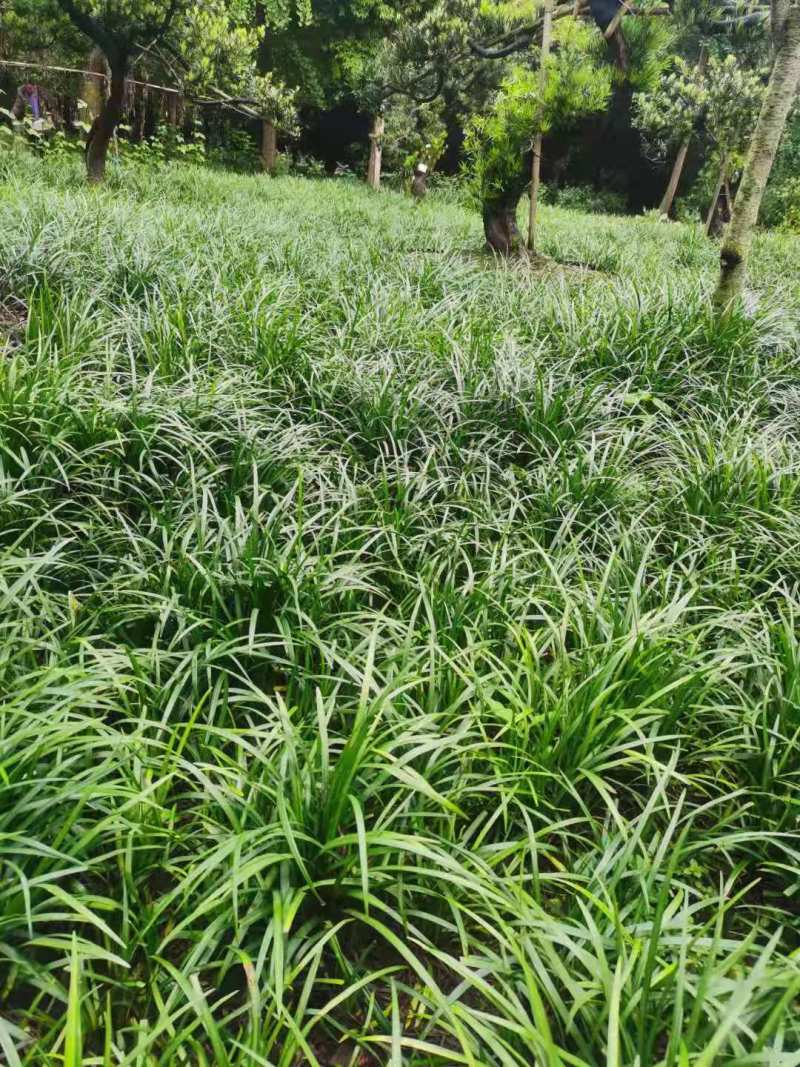 麦冬草基地批发细叶麦冬矮麦冬的小苗地苗