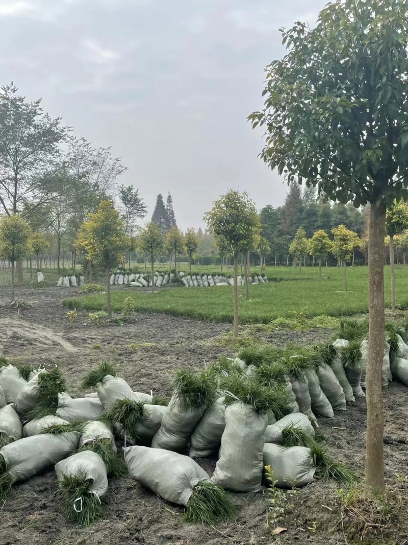 麦冬草基地批发细叶麦冬矮麦冬的小苗地苗