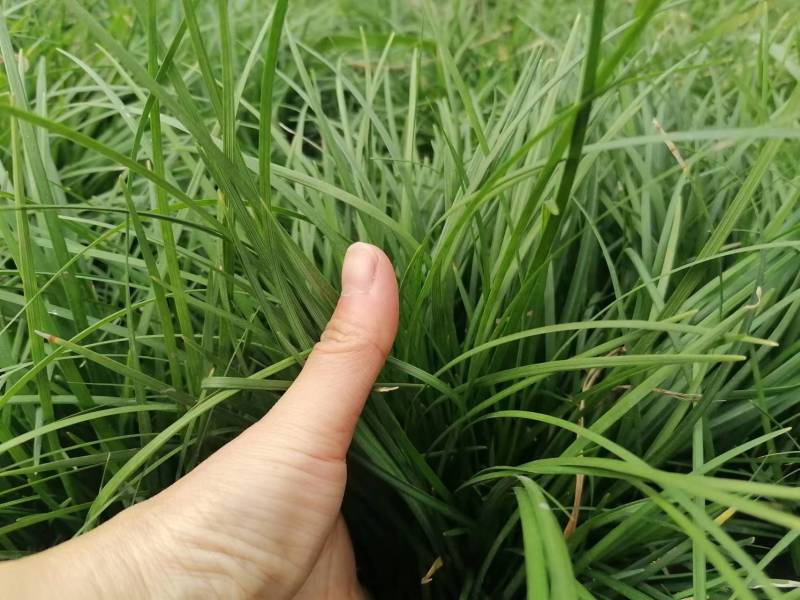麦冬草基地批发细叶麦冬矮麦冬的小苗地苗