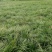 麦冬草基地批发细叶麦冬矮麦冬的小苗地苗