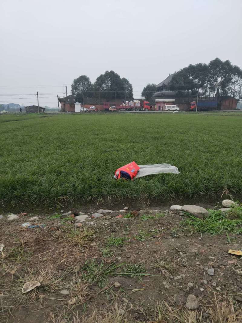 麦冬草基地批发细叶麦冬矮麦冬的小苗地苗