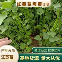 【提供技术】红薯苗商薯19发货全国对接市场欢迎来电
