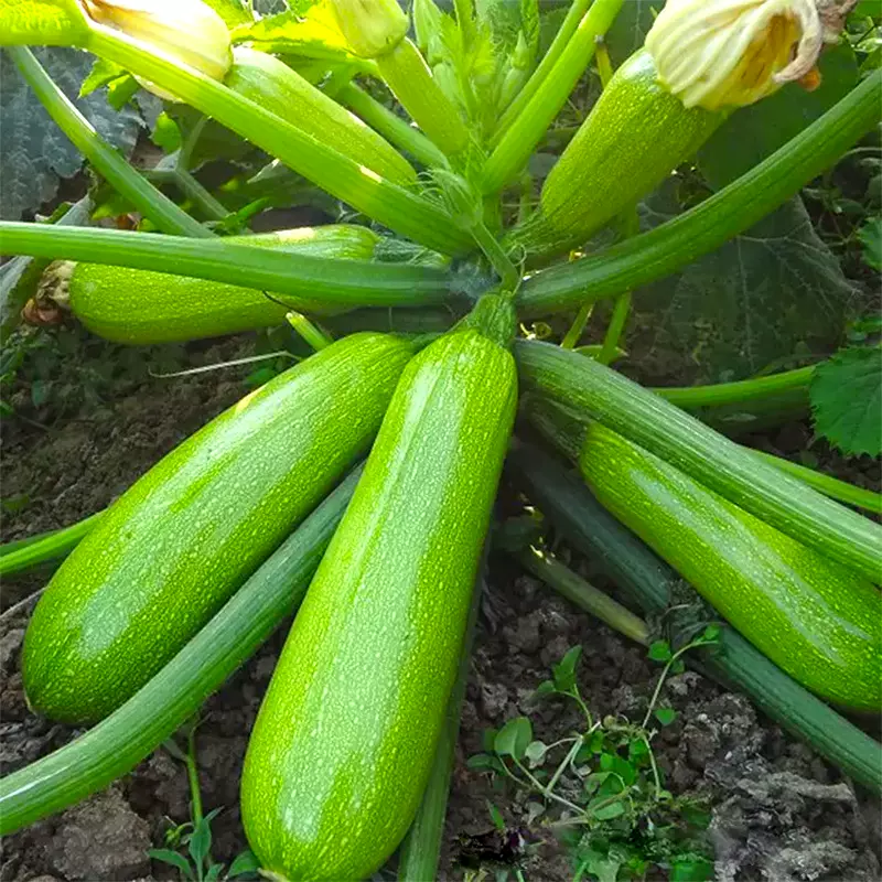西葫芦苗进口品种绿油亮西葫芦苗苗厂基地供应现苗直发