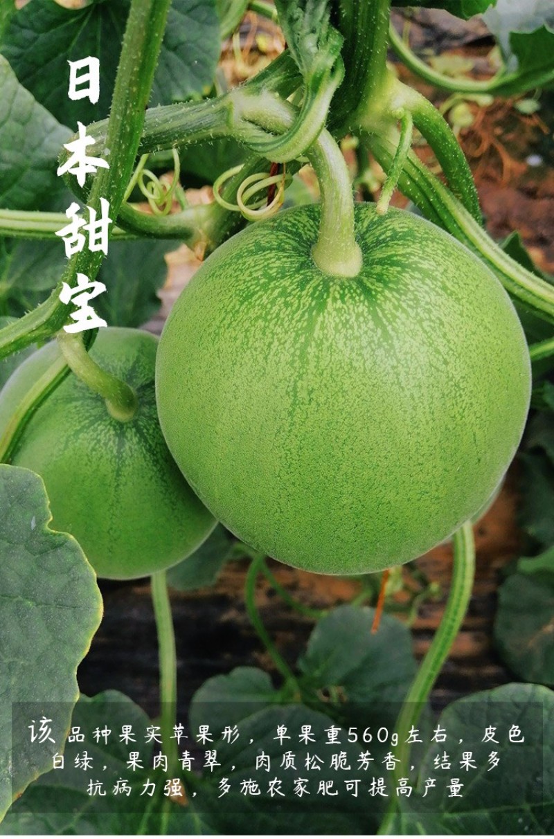 （现货）甜瓜苗甜瓜嫁接苗瓜苗直播苗基地直发