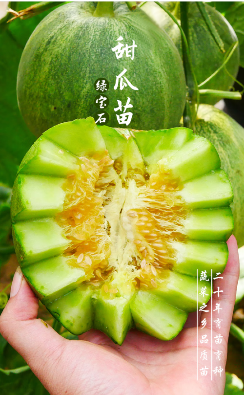 （现货）甜瓜苗甜瓜嫁接苗瓜苗直播苗基地直发