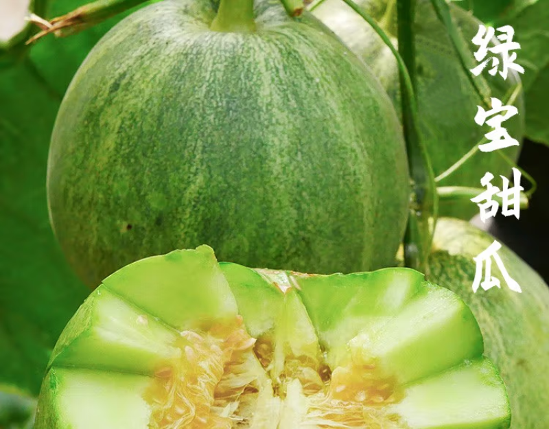 （现货）甜瓜苗甜瓜嫁接苗瓜苗直播苗基地直发