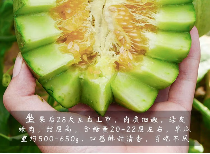 （现货）甜瓜苗甜瓜嫁接苗瓜苗直播苗基地直发