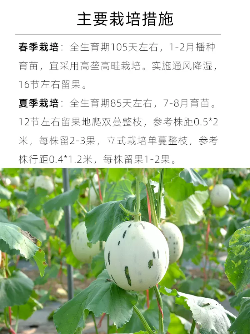 美浓甜瓜苗甜瓜嫁接苗甜瓜苗育苗基地供应