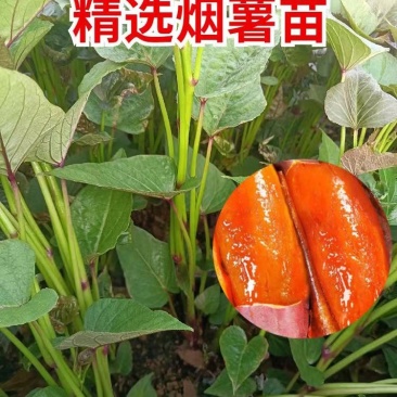 禹州红薯苗自家家庭农场货源充足全国供应