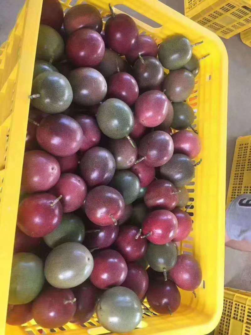 台农百香果紫香市场果电商果，次果批发大量有货，全年不断货