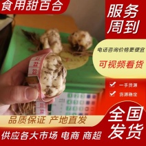 百合独头药食同源种球一代大量供应色白口感好产量高速度快