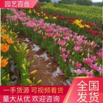 耐寒亚洲百合种球多年生可越冬多苞公园花海切花盆栽