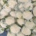 精品菜花松花菜有机花产地直发品质保证欢迎咨询