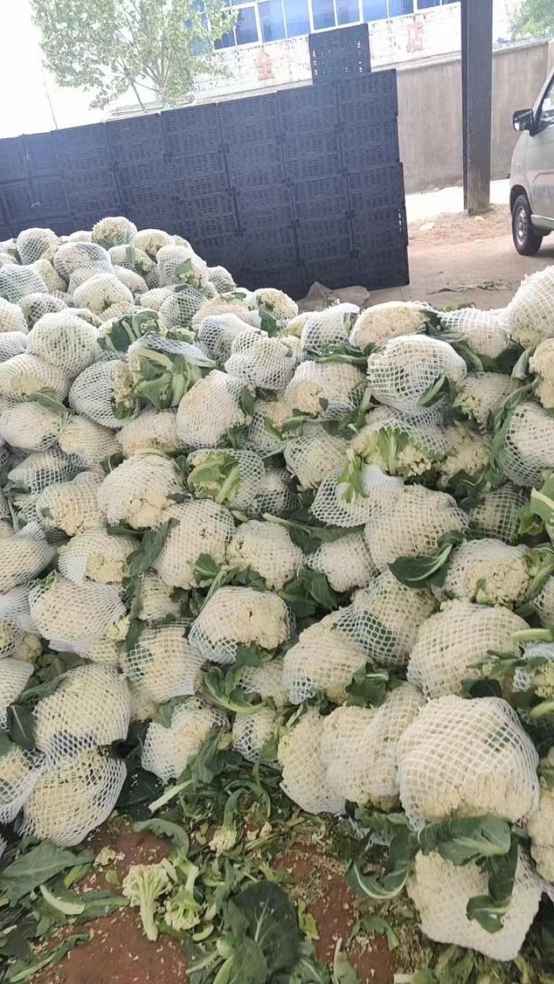 精品菜花松花菜有机花产地直发品质保证欢迎咨询