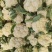 精品菜花松花菜有机花产地直发品质保证欢迎咨询