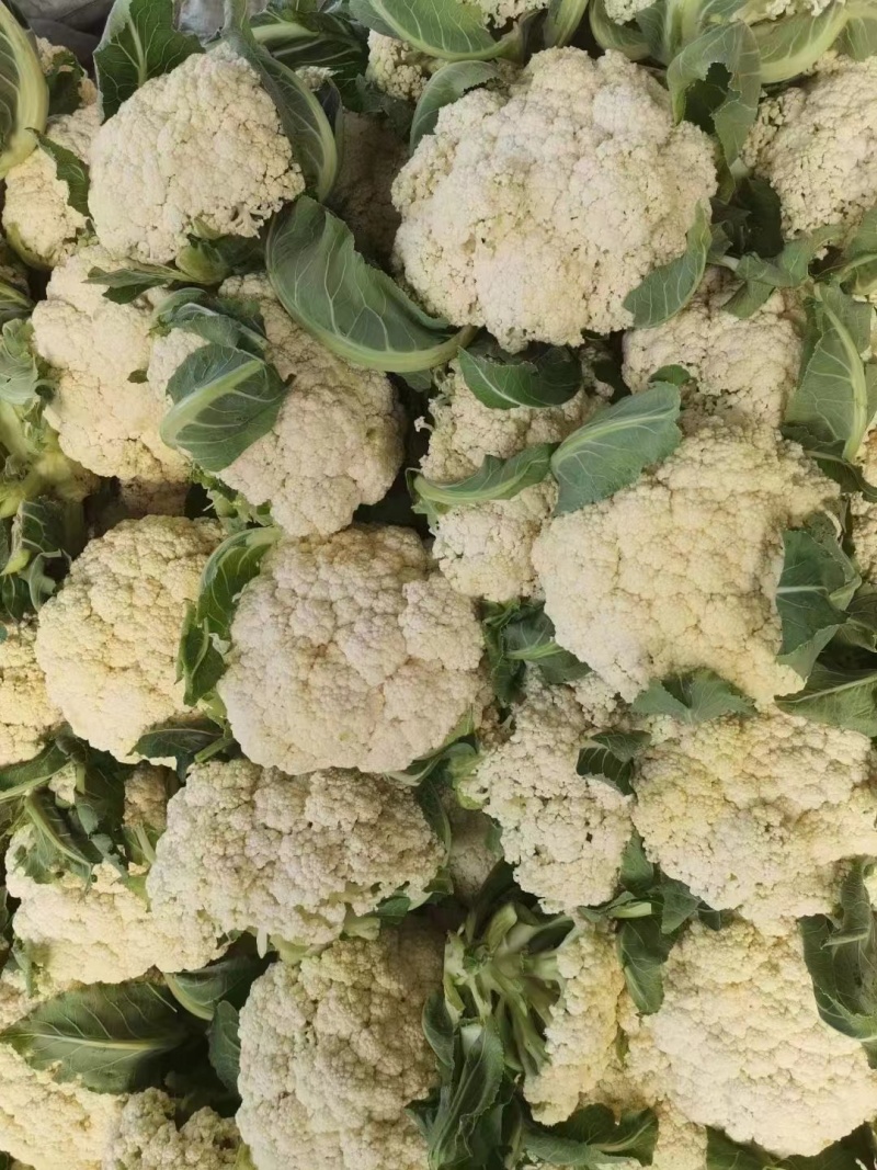 精品菜花松花菜有机花产地直发品质保证欢迎咨询