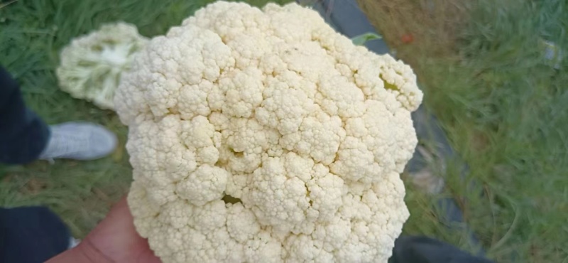 精品菜花松花菜有机花产地直发品质保证欢迎咨询