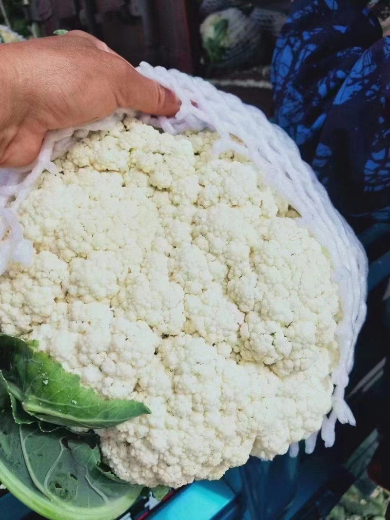 精品菜花松花菜有机花产地直发品质保证欢迎咨询