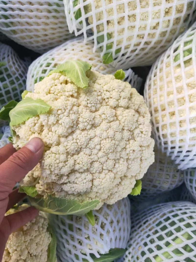 精品菜花松花菜有机花产地直发品质保证欢迎咨询