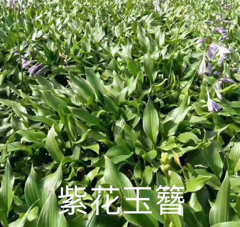 紫玉簪.基地直销.现起现发.数量保证.欢迎大量采购。