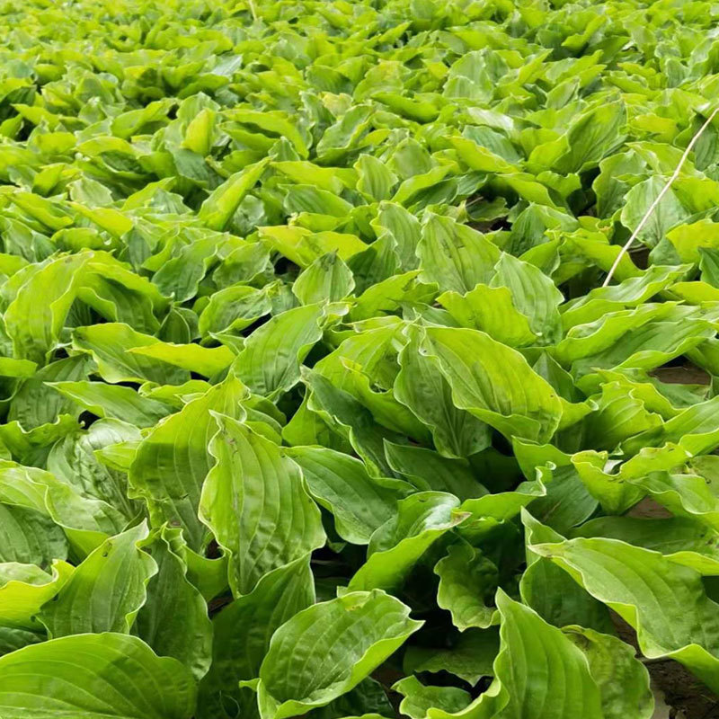 白玉簪.基地直销.现起现发.数量保证.欢迎大量采购