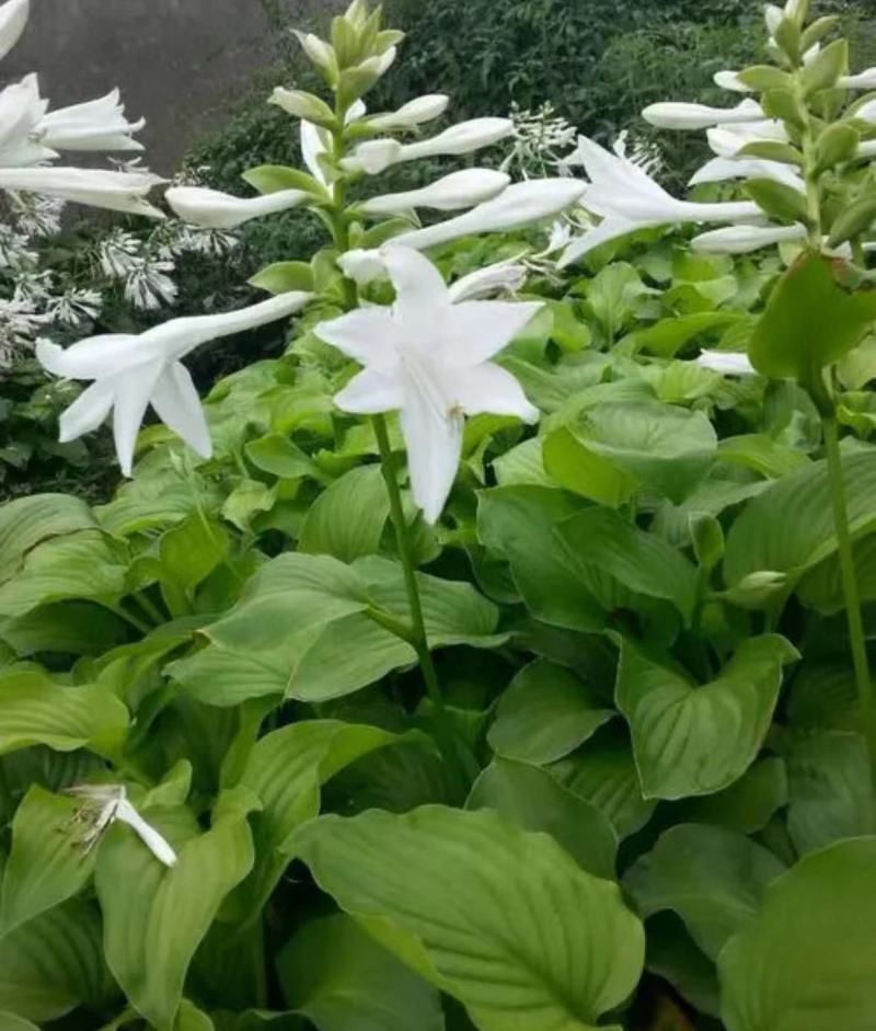 白玉簪.基地直销.现起现发.数量保证.欢迎大量采购