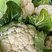 精品菜花有机花菜白面青梗产地直发品质保证