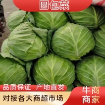 河南精品包菜洋白菜，中甘甘蓝，产量大质量好，协助调车发货