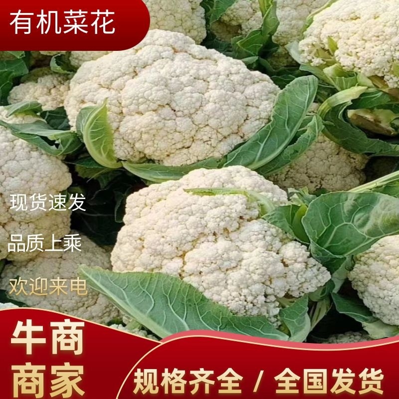 河南精品有机菜花，白花菜，散花产地直供，量大质优