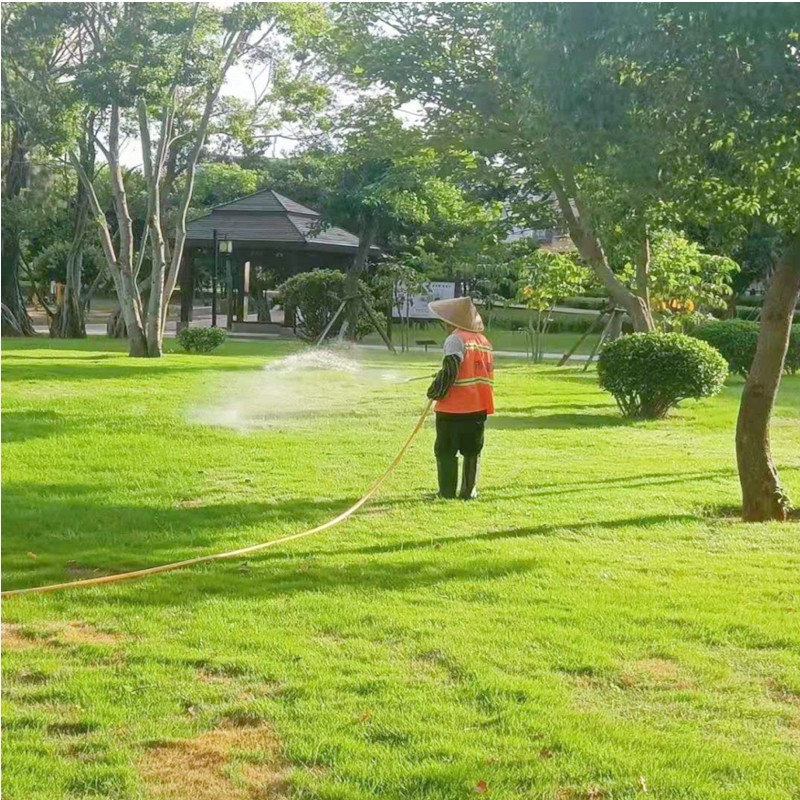 草坪种子果岭草种子矮生百慕大种子高尔夫球场草坪庭院