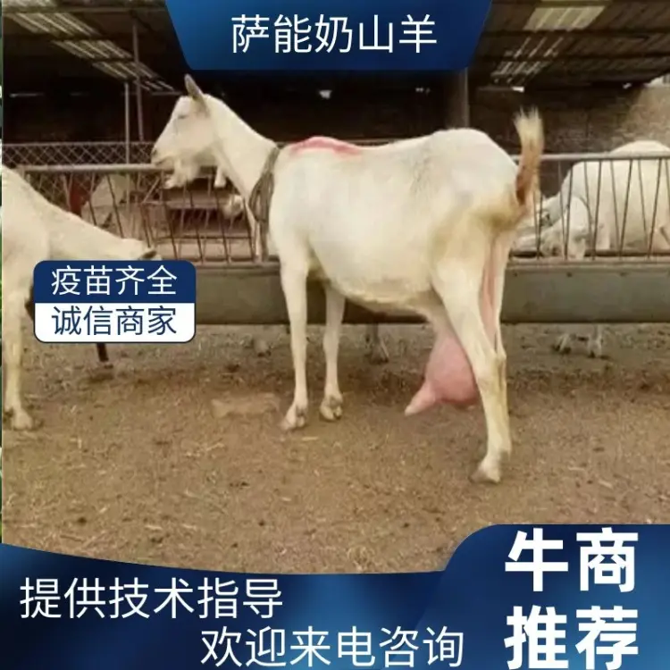 奶山羊批发]纯种萨能奶山羊每日产奶8-12斤怀孕母羊小羊价格