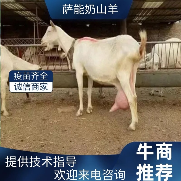 山羊奶 CK N-95 山羊奶滋養全身乳液ckmore