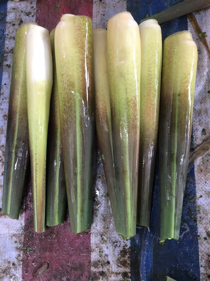 精品云南茭白，新鲜货源香脆可口物美价廉，对接各大市场商超