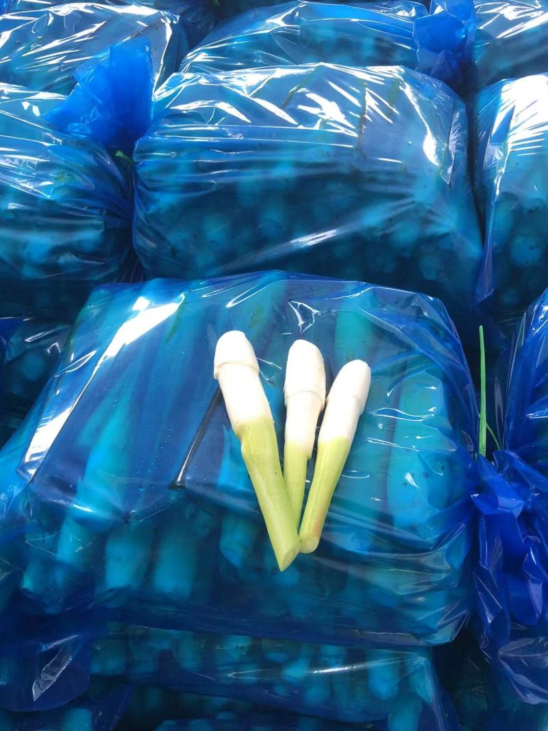 精品云南茭白，新鲜货源香脆可口物美价廉，对接各大市场商超