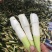 精品云南茭白,新鲜货源香脆可口物美价廉,对接各大市场商超