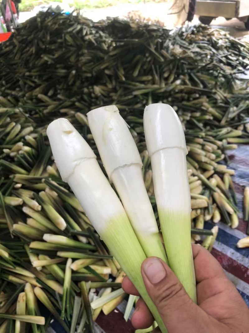 精品云南茭白，新鲜货源香脆可口物美价廉，对接各大市场商超