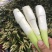 精品云南茭白,新鲜货源香脆可口物美价廉,对接各大市场商超