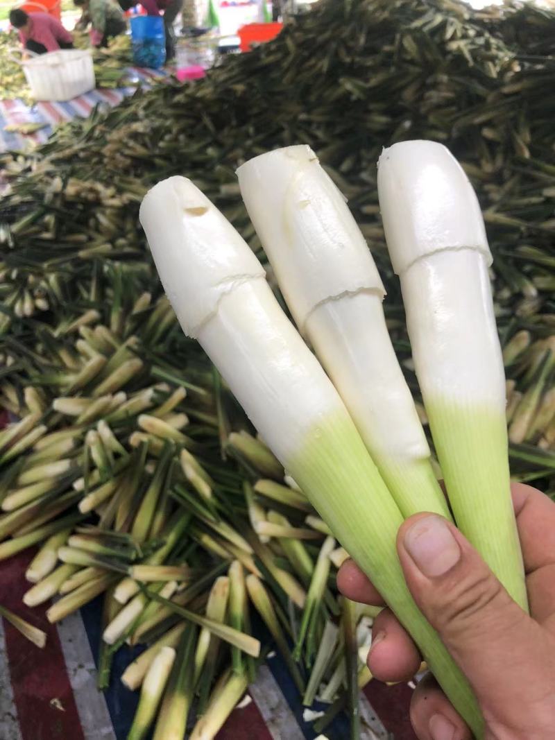 精品云南茭白，新鲜货源香脆可口物美价廉，对接各大市场商超