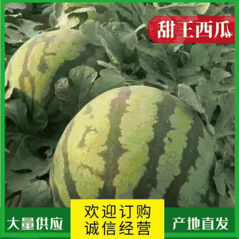 【优质】陕西大棚甜王西瓜瓤口好，糖分高，耐运输信誉代发