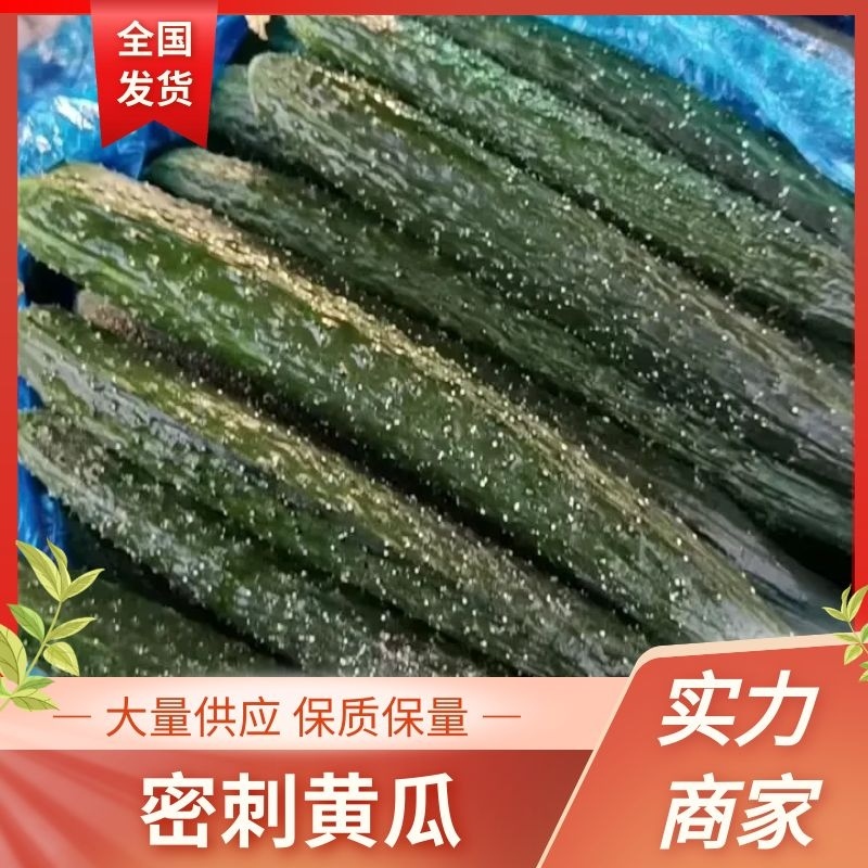 密刺黄瓜顶花油瓜绿瓤绿瓜量大质优基地发货