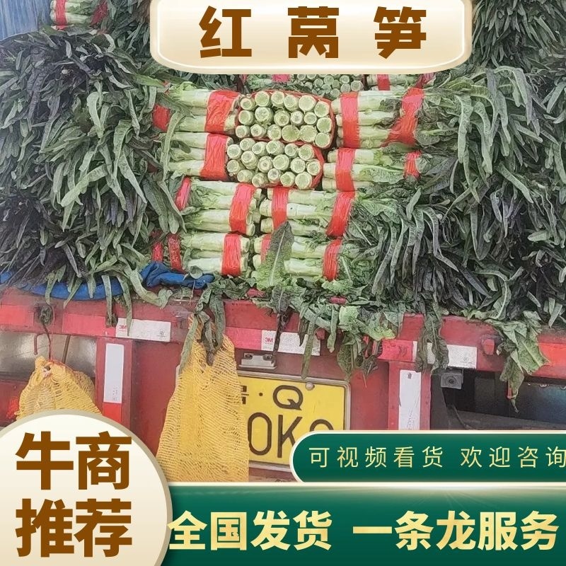 山东精品红叶窝笋，产地直供，诚信代办，代发全国