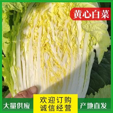 山东临沂郯城县精品黄心大白菜产地直供保质保量真诚合作