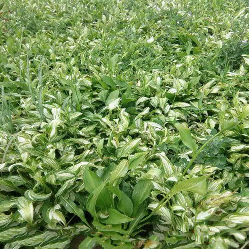 花叶玉簪.基地直销.现起现发.数量保证.欢迎大量采购。