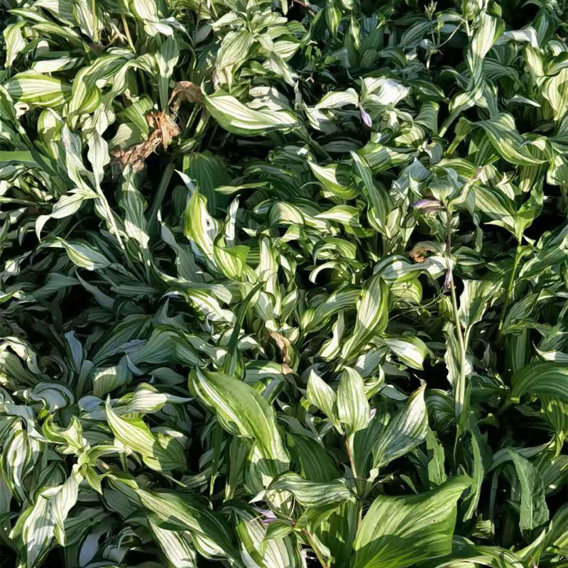 花叶玉簪.基地直销.现起现发.数量保证.欢迎大量采购。