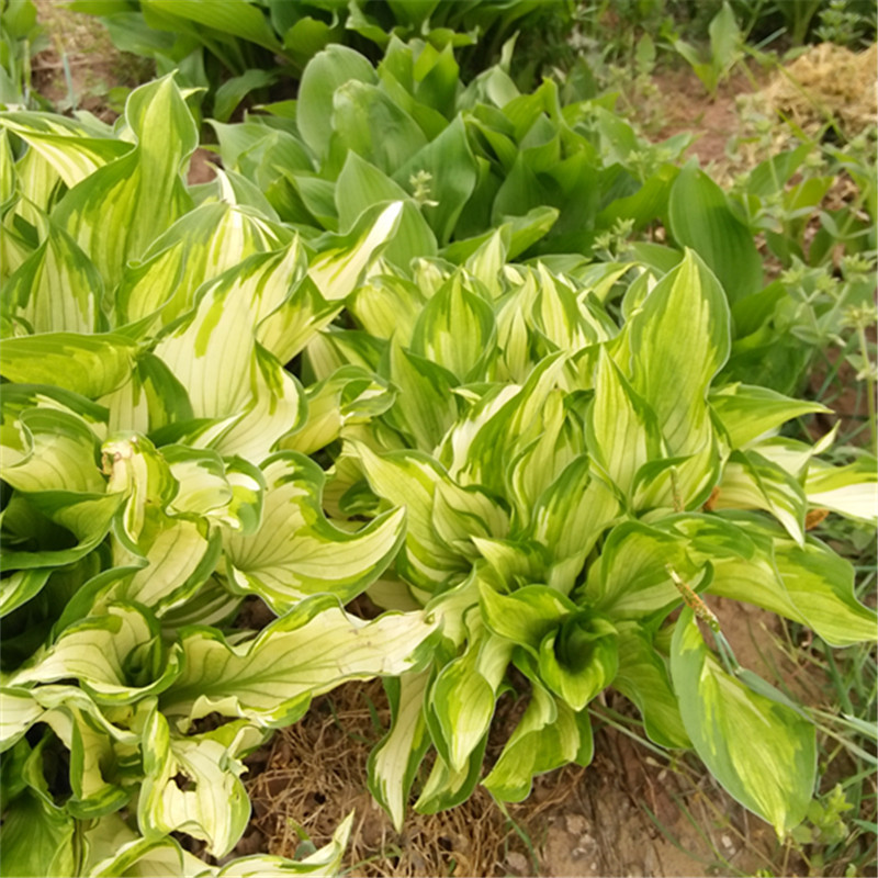 花叶玉簪.基地直销.现起现发.数量保证.欢迎大量采购。