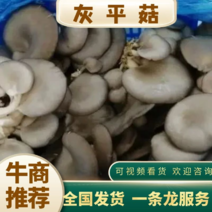 『灰平菇』鲜平菇蘑菇供应基地直发货源充足可视频