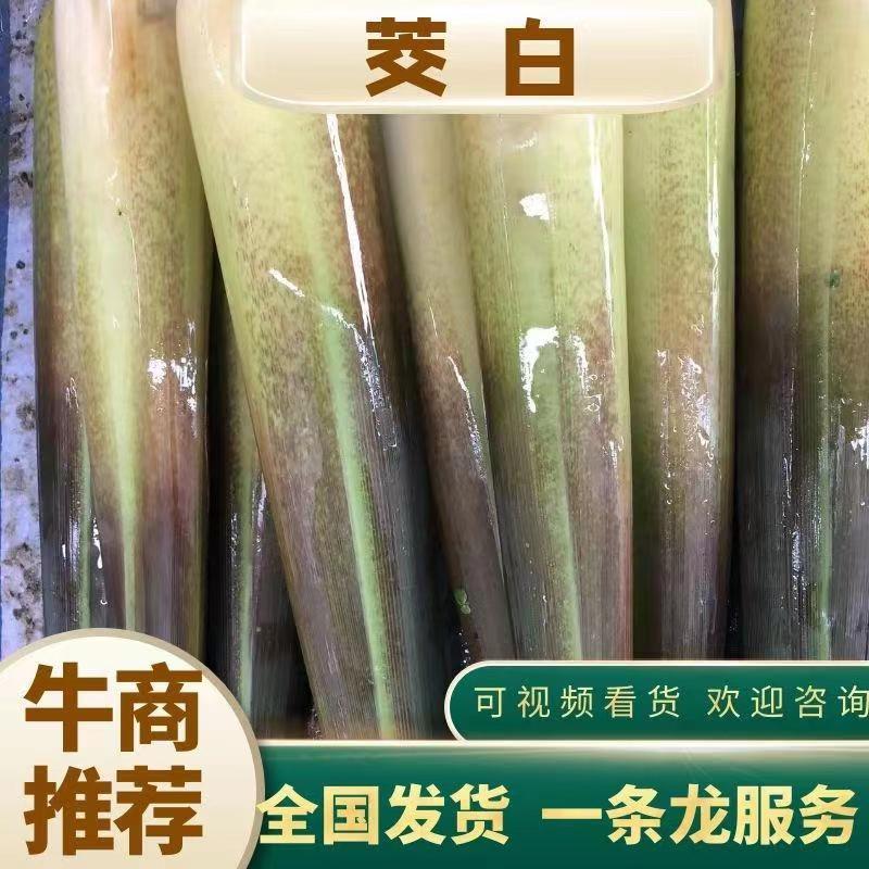 精品云南茭白，新鲜货源香脆可口物美价廉，对接各大市场商超