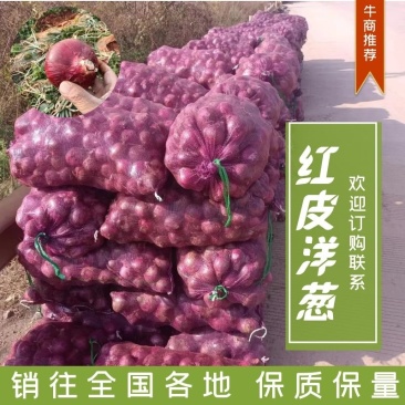 【协助装车】华宁高原洋葱红皮洋葱一条龙服务欢迎来电咨询